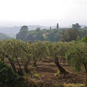Olivenhain bei Grottaferrata