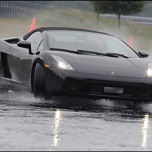 black bull