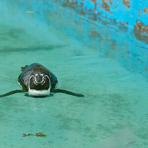 Galapagos Pinguin smiles