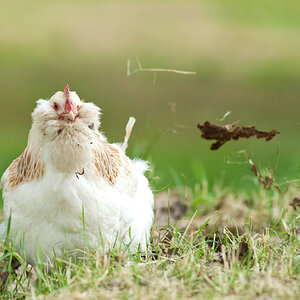 Huhn bei der Futtersuche