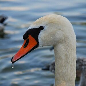 Schwan