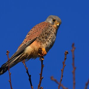 Falke 10