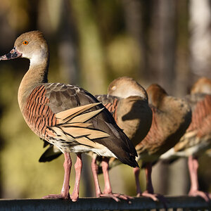 201610_Plumed Whistling-Duck_3
