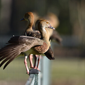 201610_Plumed Whistling-Duck_4