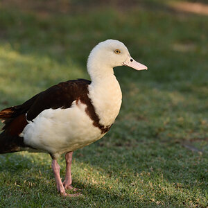 201610_Radjah shelduck_1