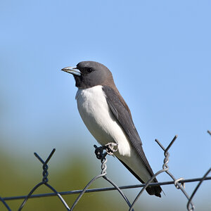 201610_White-breasted woodswallow