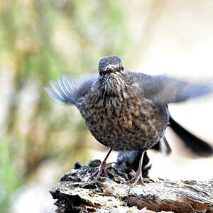 DSC 3295 Amsel