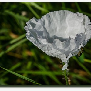 20130618 DSC 0078nf1