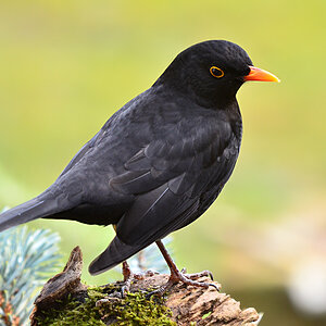 DSC 0184 Amsel