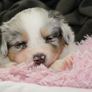 Skyfalls Puppies 32