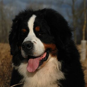 Maddox1