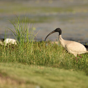 201610 Molukkenibis