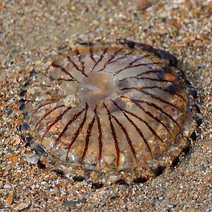 Strandgut Zoutelande 1 (47)