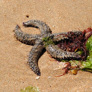 Strandgut Bretagne (239)