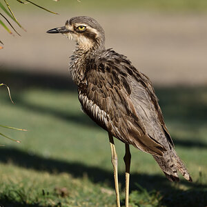 201610_Bush Stone-curlew