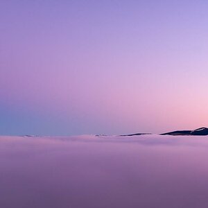 purple II