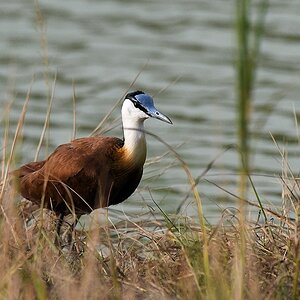 Blaustirn-Blatthühnchen (African Jacana)
Am Krokodilteich in Yamoussoukro

s185 Yamoussoukro African Jacana 6554