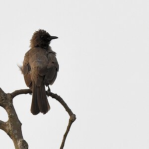 Graubülbül
Im Garten vom Hotel Rocher, Yamoussoukro

s190 Yamoussoukro Common Bulbul 6661