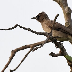 Graubülbül
Im Garten vom Hotel Rocher, Yamoussoukro

s190 Yamoussoukro Common Bulbul 6668