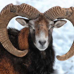 mufflon 1200