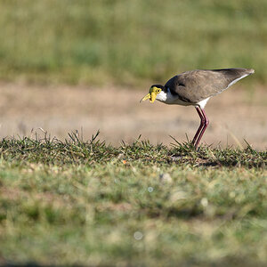 201610_Masked Lapwing_1