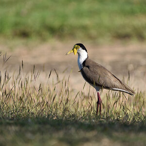 201610_Masked Lapwing_2