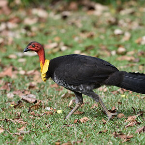 201610 Australian Brushturkey