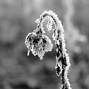 DSCF0040