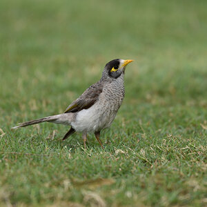 201611_Weißstirn-Schwatzvogel