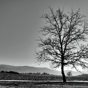 baum ladenburg bw