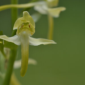 PlatantheraChloranta RUD DSC7047