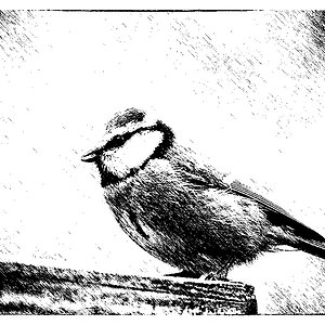 Blaumeise 2