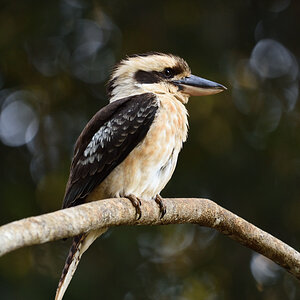 201610_Kookaburra_2