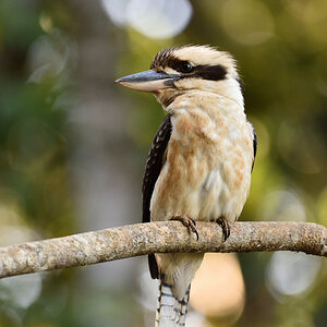 201610_Kookaburra_3