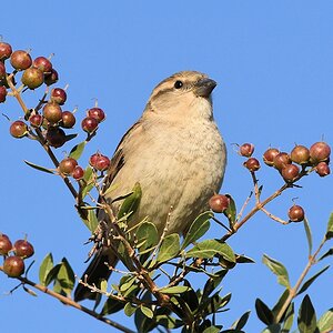 Haussperling
s980 Karima House Sparrow 5774