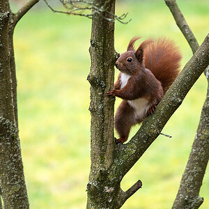 Eichhörnchen 1