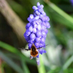 Kleine Hummel