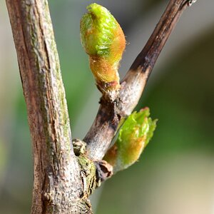 Der Frühling kommt mit Macht1