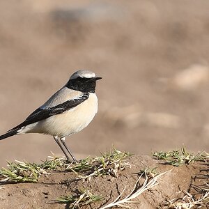 Noch nicht identifiziert.
Könnte ein  Elsterschmäzter oder Nonnenschmätzer sein (pied wheatear)

s782 Soleb Vogel 5379