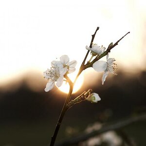 Apfelblüte