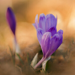 Krokus