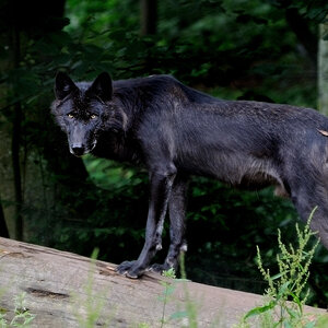 Timberwolf_x
