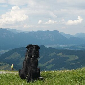Ausblick mit Hund