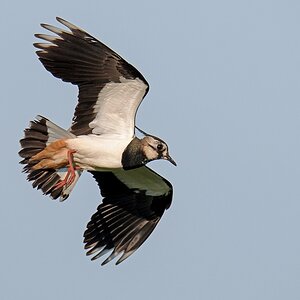 D75 5062 Flugstudie VIA 5 2016
