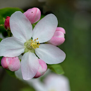 apfelblüte frühapfel