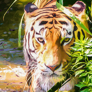 Tiger klein