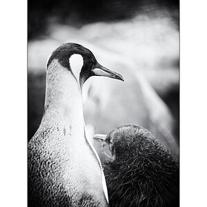 ZooPZ1 8920 00002