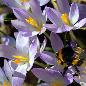 hummel auf krokus 02