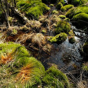 Schwenninger Moos 1316