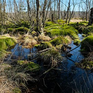 Schwenninger Moos 1314